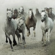 amsq