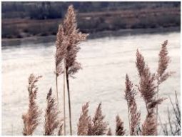 Bulrush#