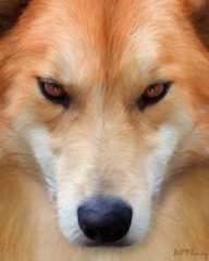 Tohondrik