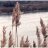 Bulrush#